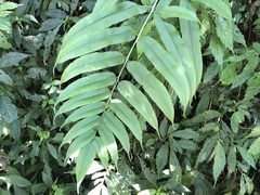 Coniogramme intermedia