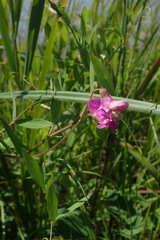 Lathyrus palustris pilosus