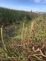 Plantago coronopus
