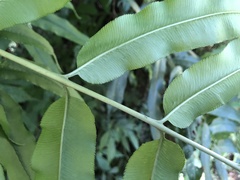 Coniogramme intermedia