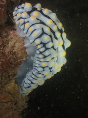 Phyllidia varicosa