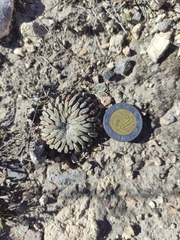 Pelecyphora aselliformis