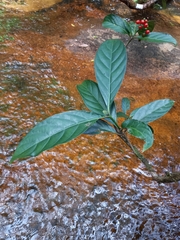 Psychotria cupularis