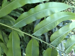 Coniogramme intermedia