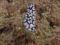 Phyllidiella