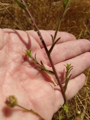 Hemizonia congesta luzulifolia