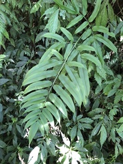 Coniogramme intermedia