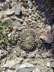 Pelecyphora aselliformis