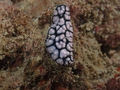 Phyllidiella