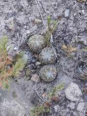 Pelecyphora aselliformis