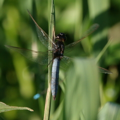 Crocothemis nigrifrons