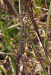 Xanthagrion erythroneurum