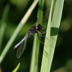 Crocothemis nigrifrons