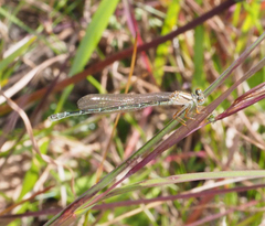 Xanthagrion erythroneurum