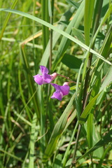 Lathyrus palustris pilosus