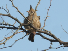 Coryphistera alaudina
