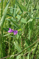 Lathyrus palustris pilosus