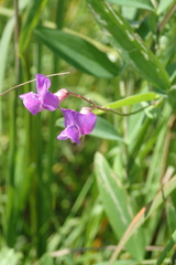 Lathyrus palustris pilosus