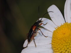 Stenurella jaegeri