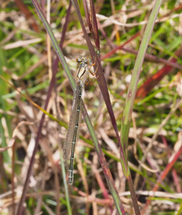Xanthagrion erythroneurum