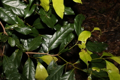Cryptocarya macdonaldii