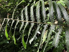 Pseudocyclosorus esquirolii