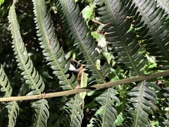 Pseudocyclosorus esquirolii