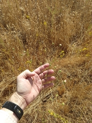 Hemizonia congesta luzulifolia