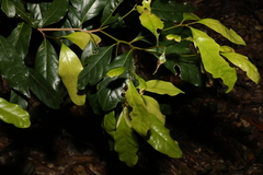 Cryptocarya macdonaldii