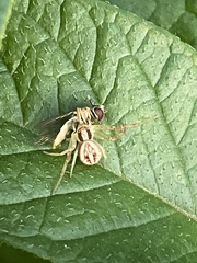 Misumenops