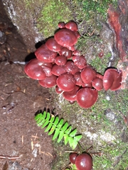 Tubaria punicea