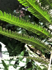 Pseudocyclosorus esquirolii