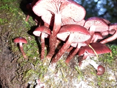Tubaria punicea