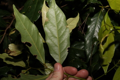Cryptocarya macdonaldii