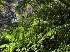 Pseudocyclosorus esquirolii
