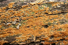 Botryobasidium simile