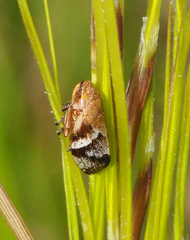 Bathyllus albicinctus