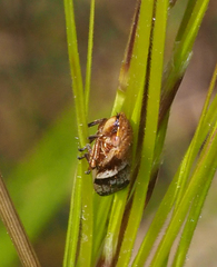Bathyllus albicinctus