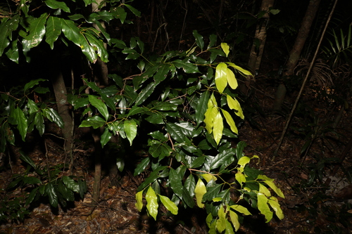 Cryptocarya macdonaldii observed 2022-11-05