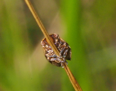 Bathyllus albicinctus