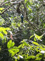 Trogon viridis