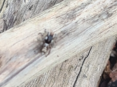 Maratus plumosus