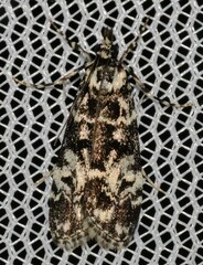 Scoparia exhibitalis