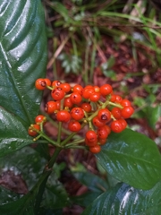 Palicourea racemosa