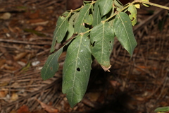 Archidendron lovelliae