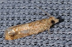 Crocidosema plebejana