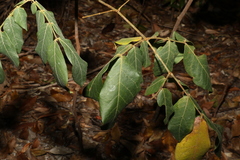 Archidendron lovelliae