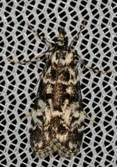 Scoparia exhibitalis