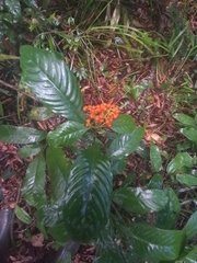 Palicourea racemosa