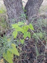 Funastrum cynanchoides